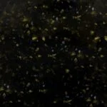 Gold Leaf GR403